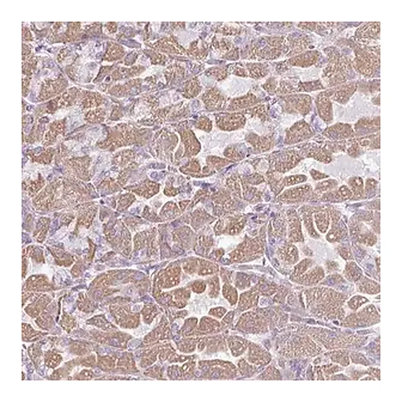 Merck Anti-RGS16 antibody produced in rabbit