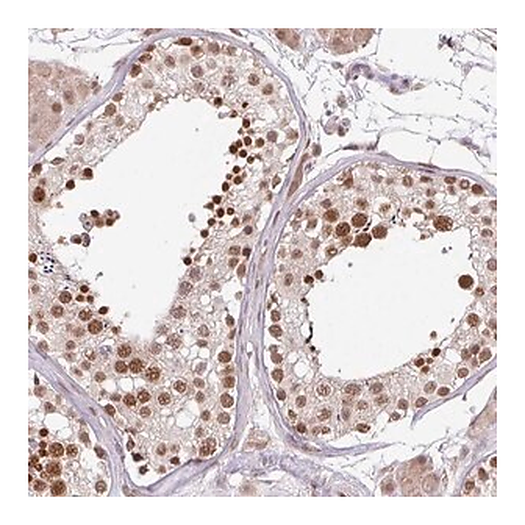Merck Anti-PLK1 antibody produced in rabbit