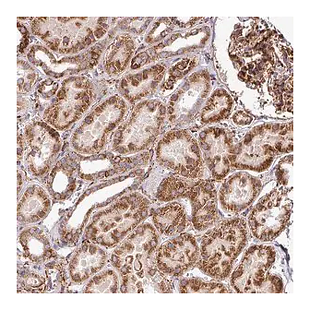 Merck Anti-FAM47E antibody produced in rabbit