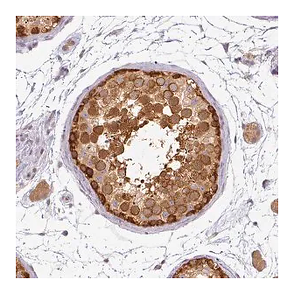Merck Anti-AGPAT4 antibody produced in rabbit