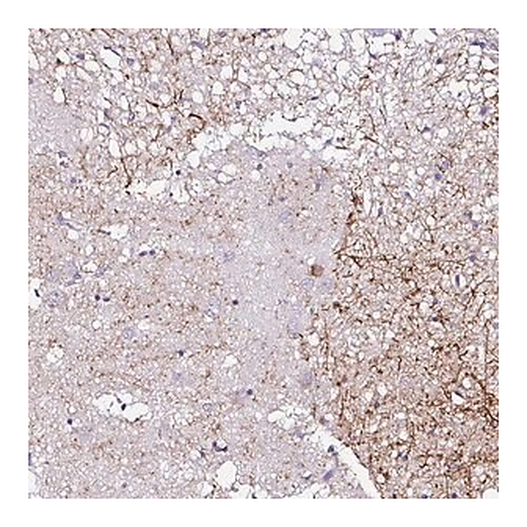 Merck Anti-PDYN antibody produced in rabbit