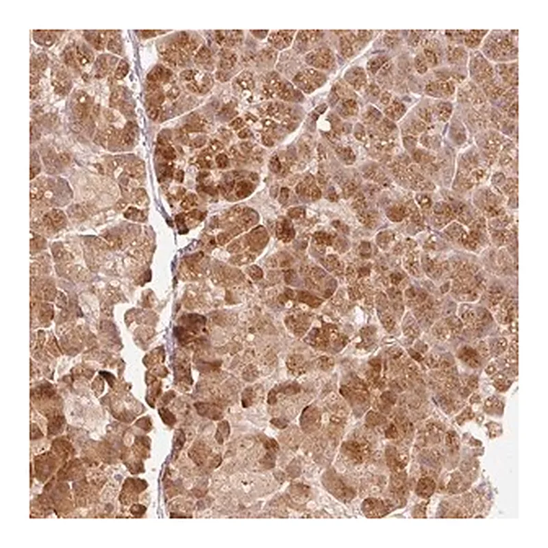 Merck Anti-RGL2 antibody produced in rabbit