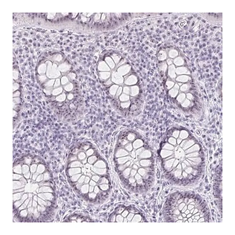Merck Anti-LENG9 antibody produced in rabbit