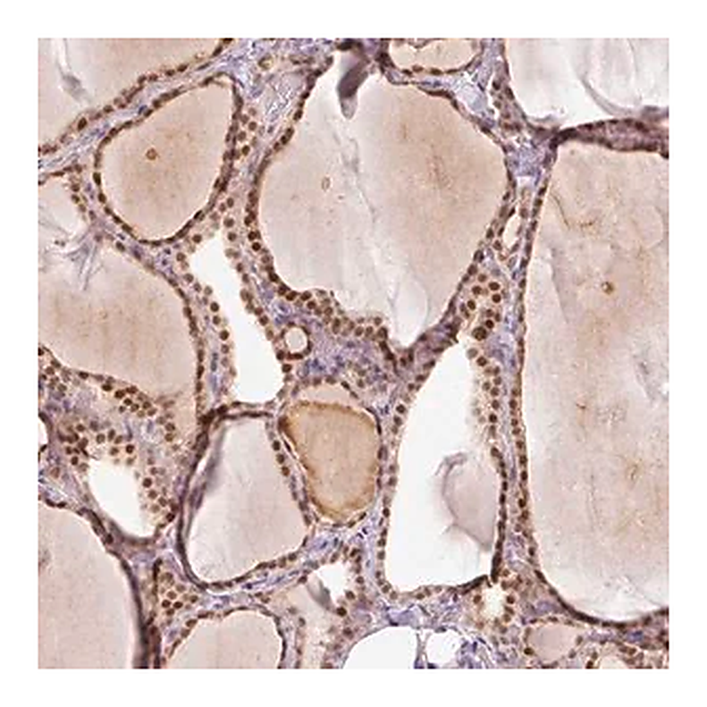 Merck Anti-TOGARAM1 antibody produced in rabbit