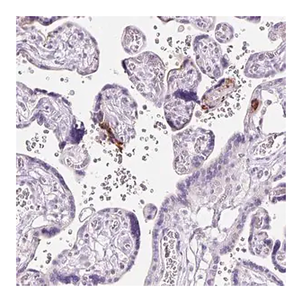 Merck Anti-CLDN25 antibody produced in rabbit