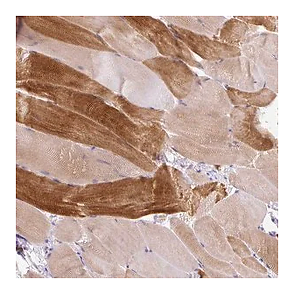 Merck Anti-KRTAP20-3 antibody produced in rabbit