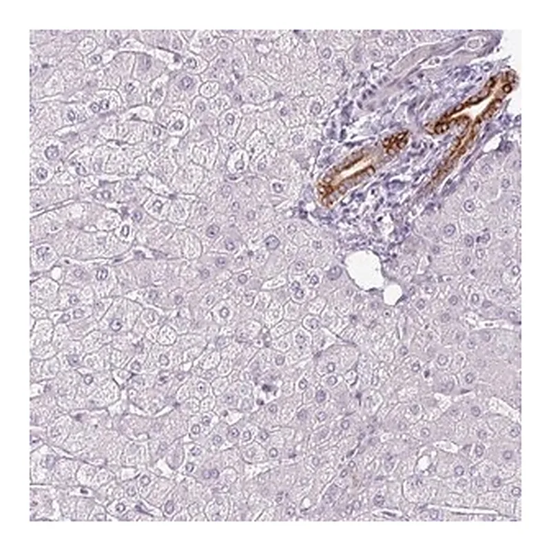 Merck Anti-SIRPB2 antibody produced in rabbit