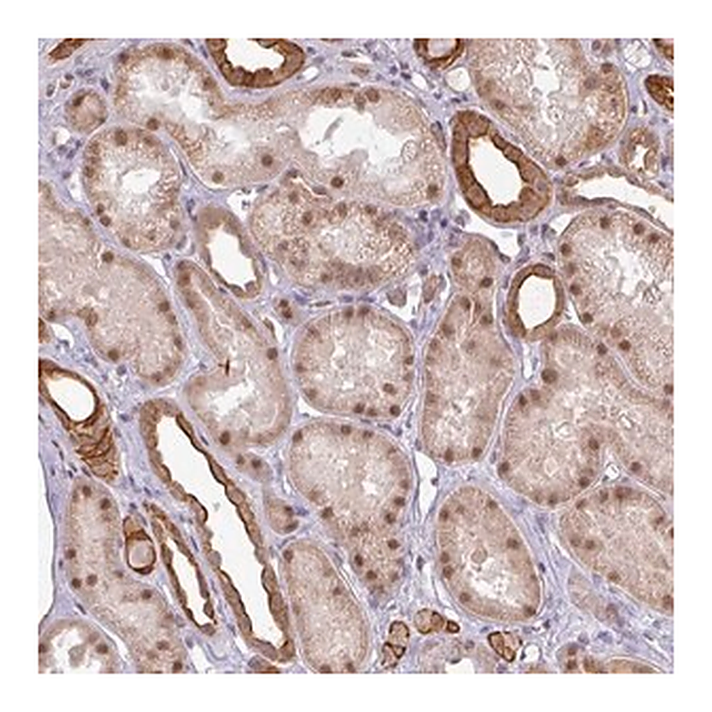 Merck Anti-GTF2H3 antibody produced in rabbit