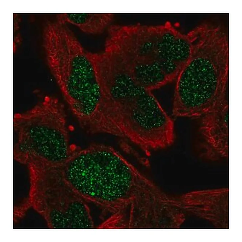 Merck Anti-GEN1 antibody produced in rabbit