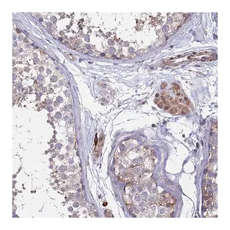 Merck Anti-TMBIM6 antibody produced in rabbit