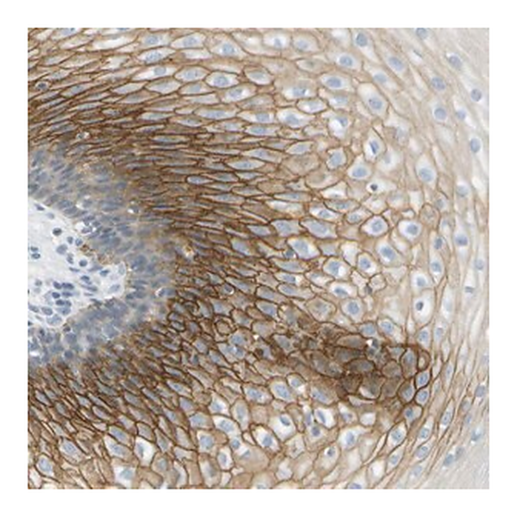 Merck Anti-SMYD5 antibody produced in rabbit