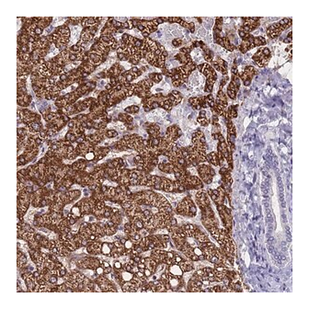 Merck Anti-ZNF248 antibody produced in rabbit