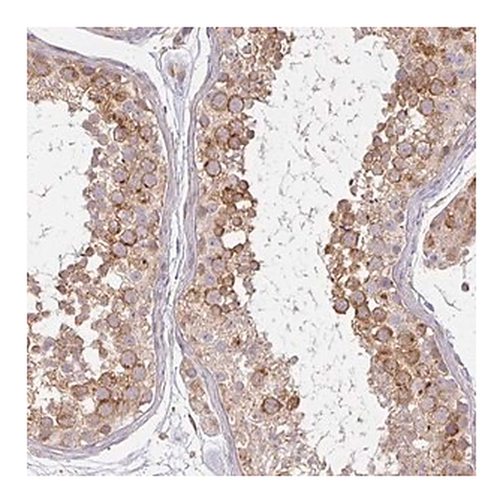 Merck Anti-CNTRL antibody produced in rabbit