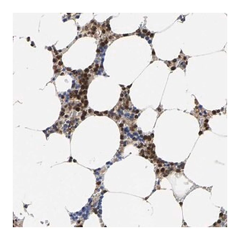 Merck Anti-FGD3 antibody produced in rabbit
