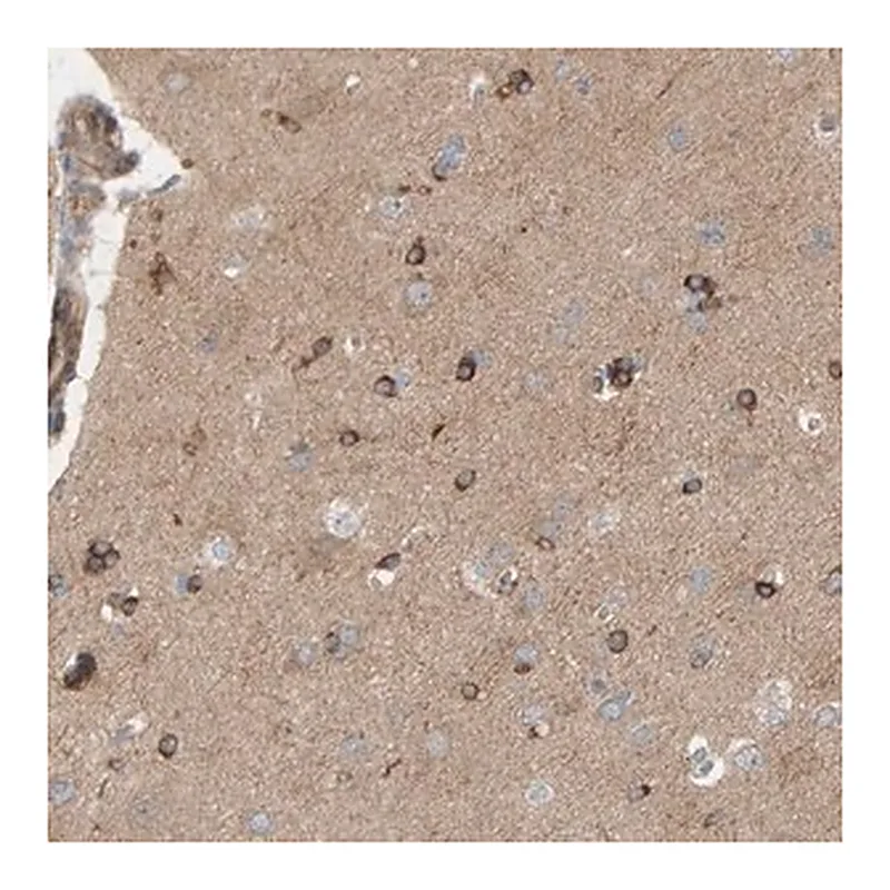 Merck Anti-PDE1C antibody produced in rabbit