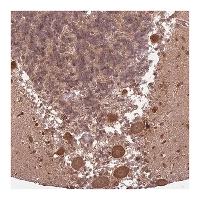 Merck Anti-ADAMTS3 antibody produced in rabbit