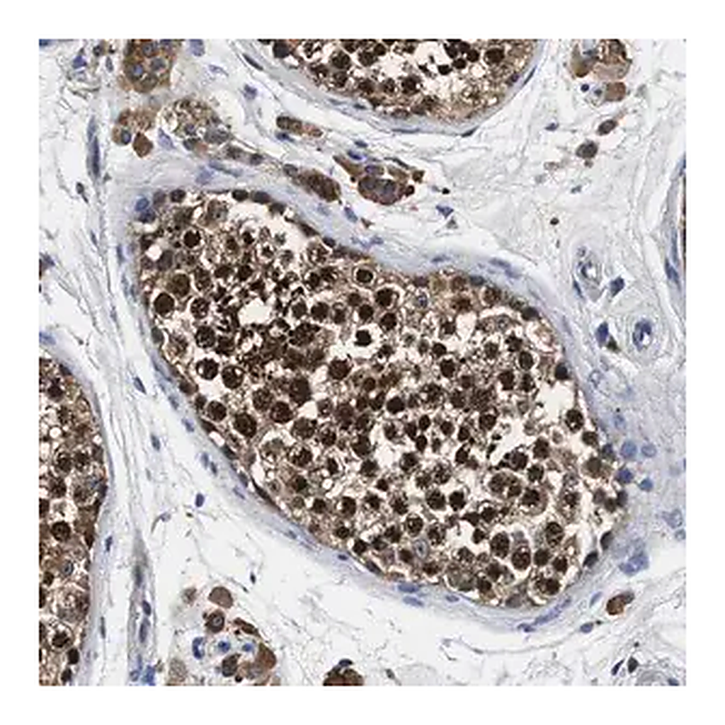 Merck Anti-ANKIB1 antibody produced in rabbit
