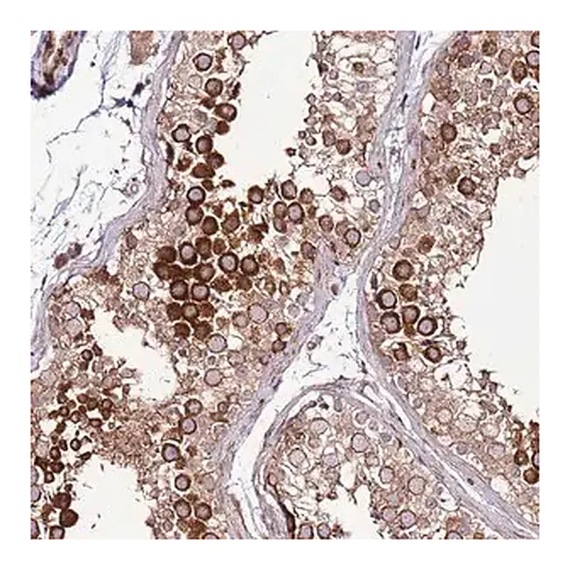 Merck Anti-ZNF624 antibody produced in rabbit