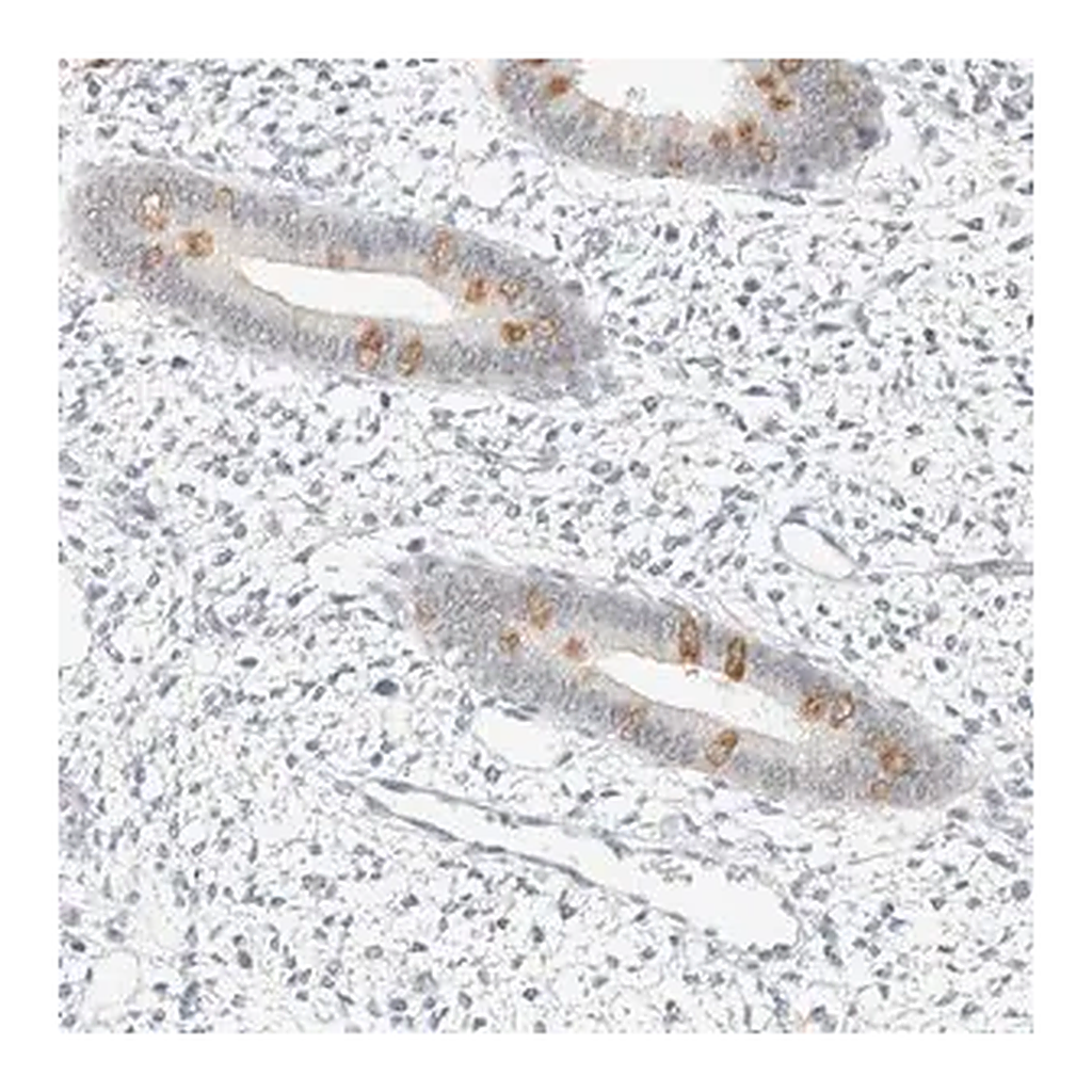 Merck Anti-SPAG1 antibody produced in rabbit