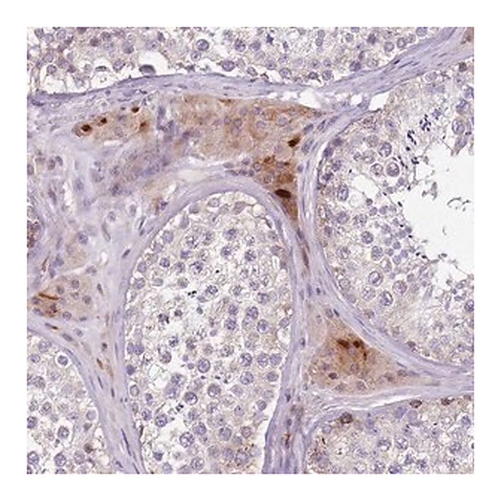 Merck Anti-ZNF583 antibody produced in rabbit