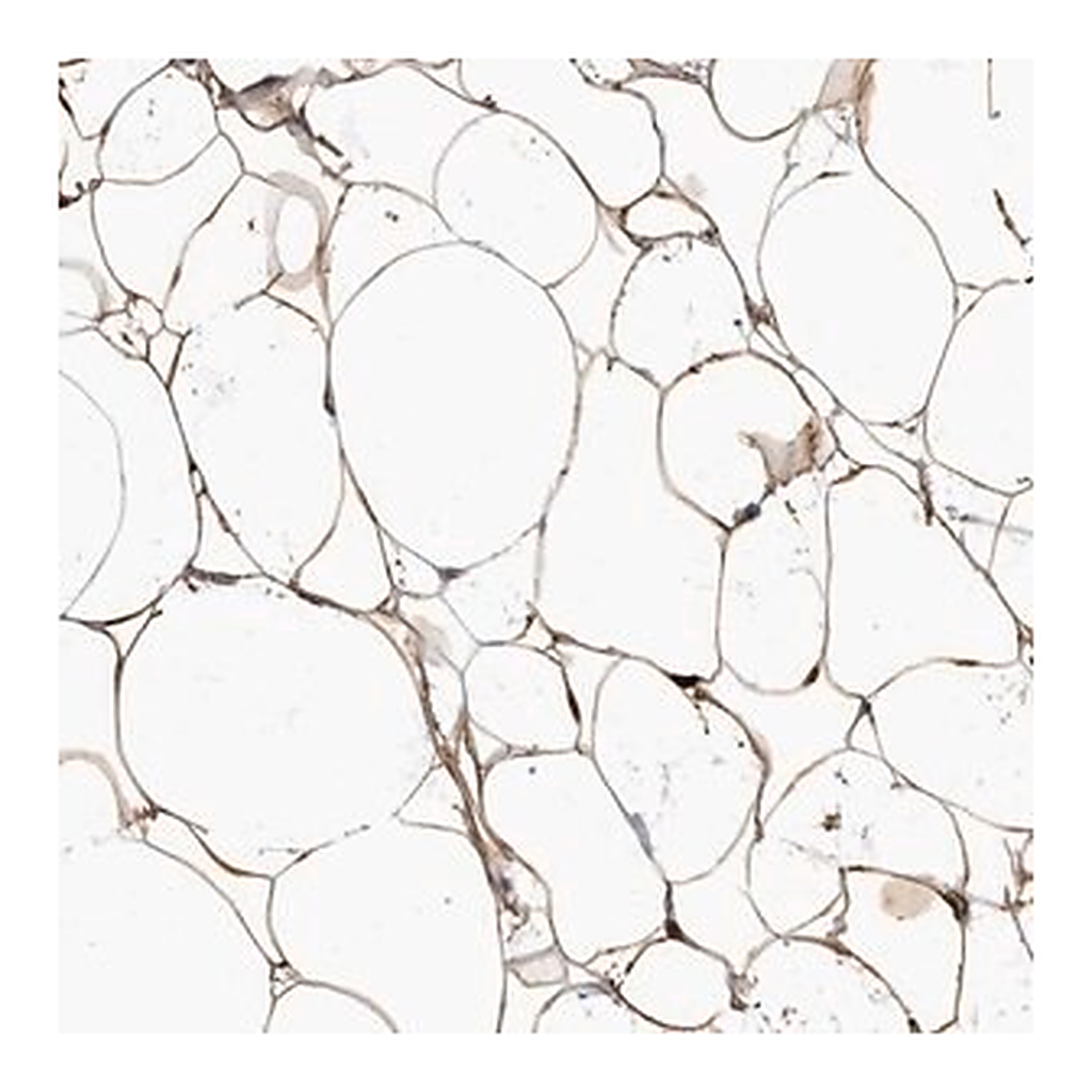 Merck Anti-ADIRF antibody produced in rabbit