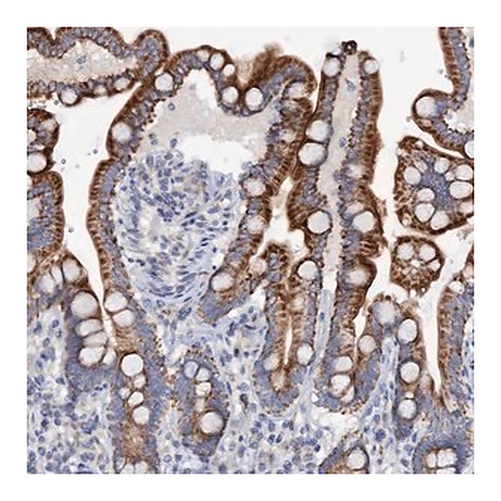 Merck Anti-MRPL48 antibody produced in rabbit