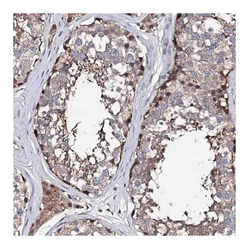 Merck Anti-EDC3 antibody produced in rabbit