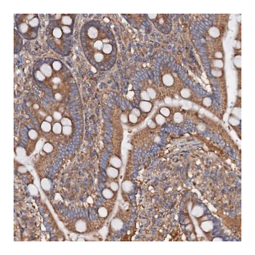 Merck Anti-MRPL48 antibody produced in rabbit