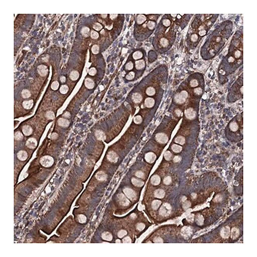 Merck Anti-COG4 antibody produced in rabbit