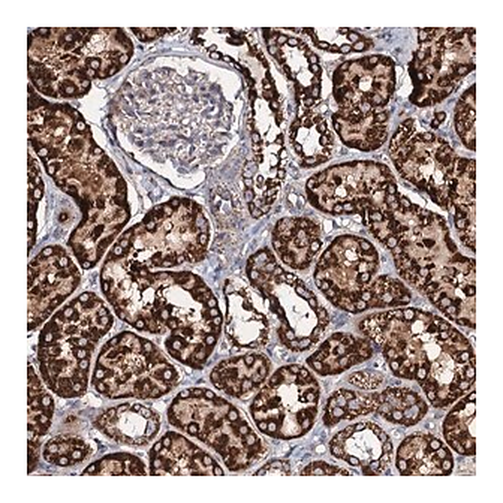 Merck Anti-EVC2 antibody produced in rabbit
