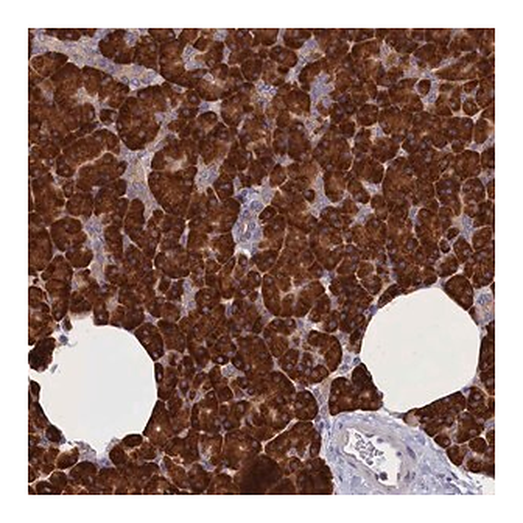 Merck Anti-CCDC68 antibody produced in rabbit
