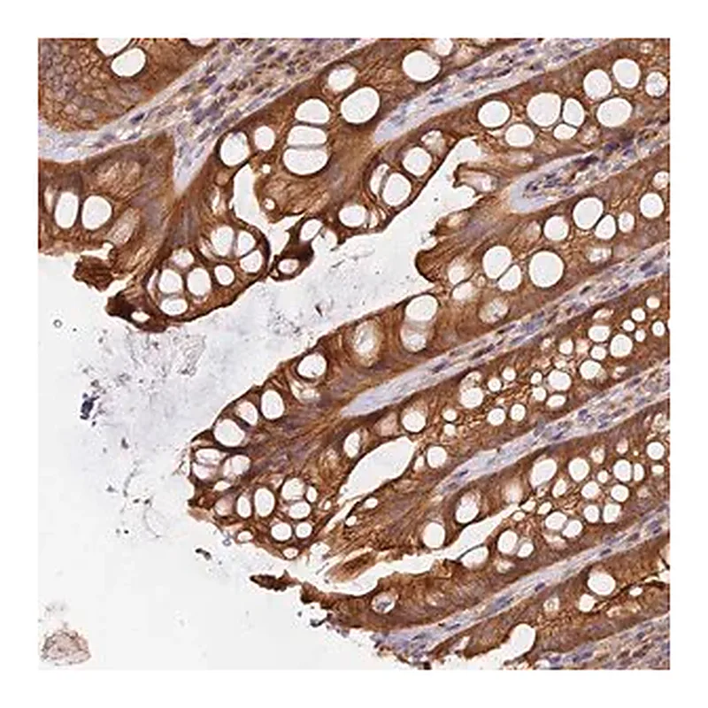 Merck Anti-HGF antibody produced in rabbit