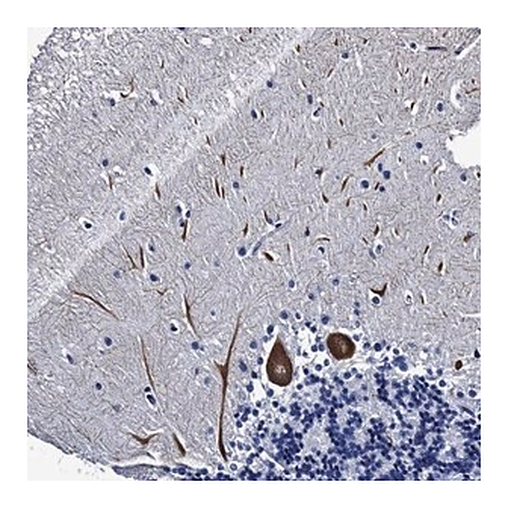 Merck Anti-LRRC30 antibody produced in rabbit