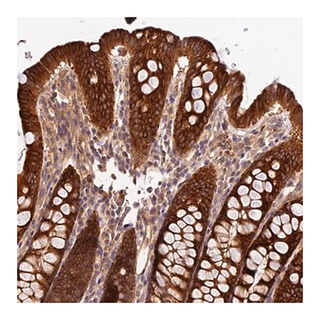 Merck Anti-CES3 antibody produced in rabbit