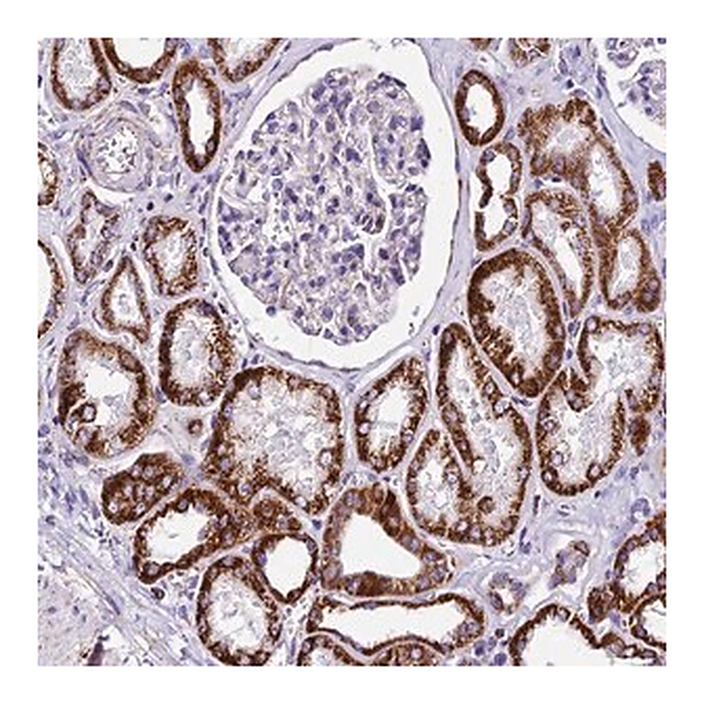 Merck Anti-DCAF5 antibody produced in rabbit