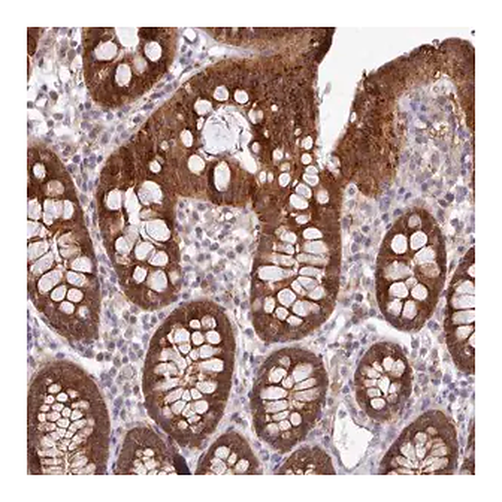 Merck Anti-CES3 antibody produced in rabbit