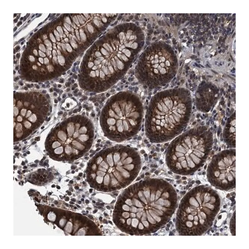 Merck Anti-RNF165 antibody produced in rabbit