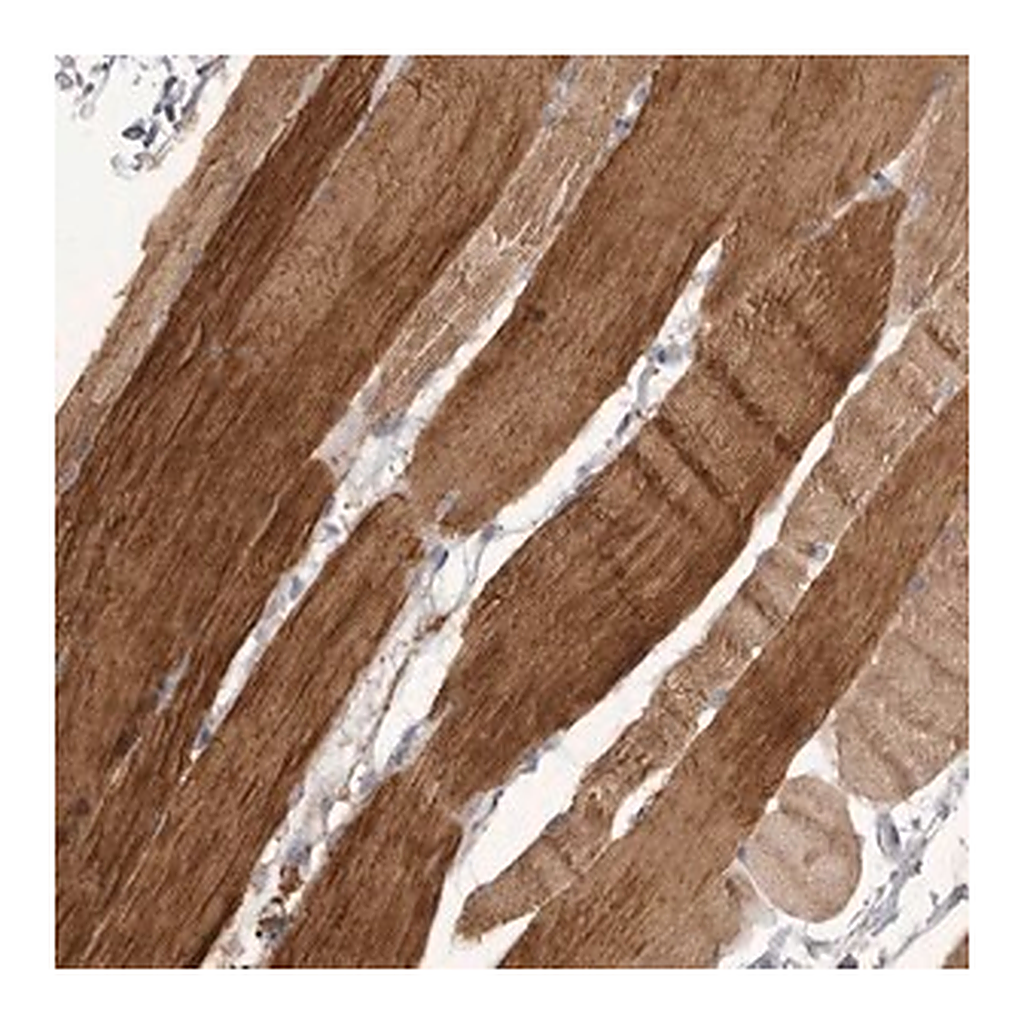 Merck Anti-P2RX6 antibody produced in rabbit