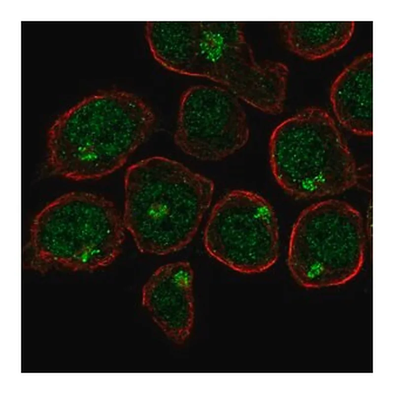 Merck Anti-UBASH3A antibody produced in rabbit