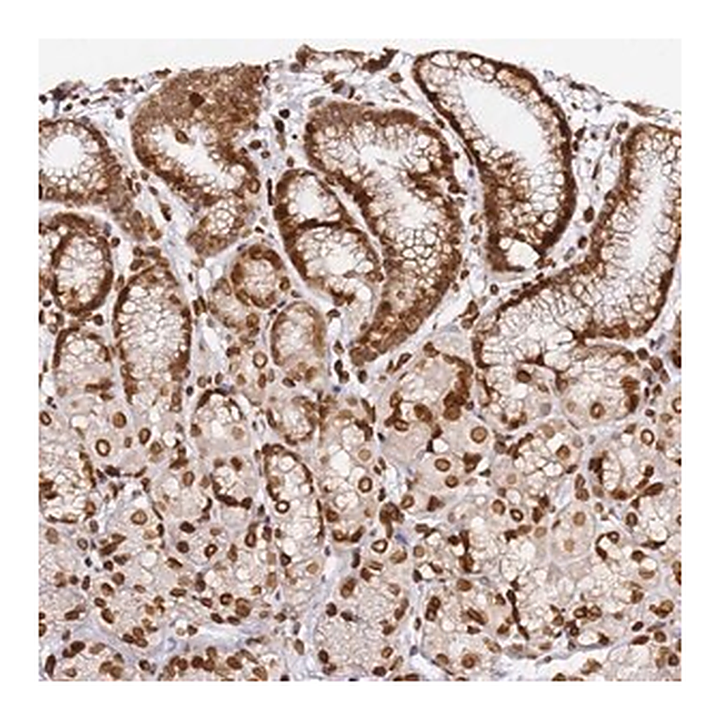 Merck Anti-C6orf141 antibody produced in rabbit