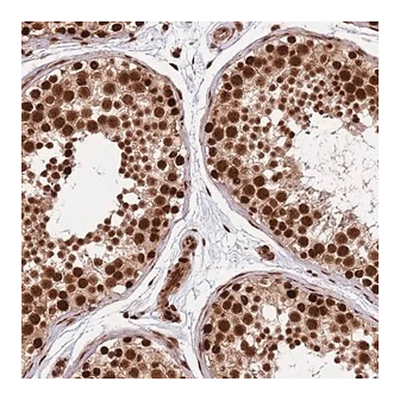 Merck Anti-RIF1 antibody produced in rabbit