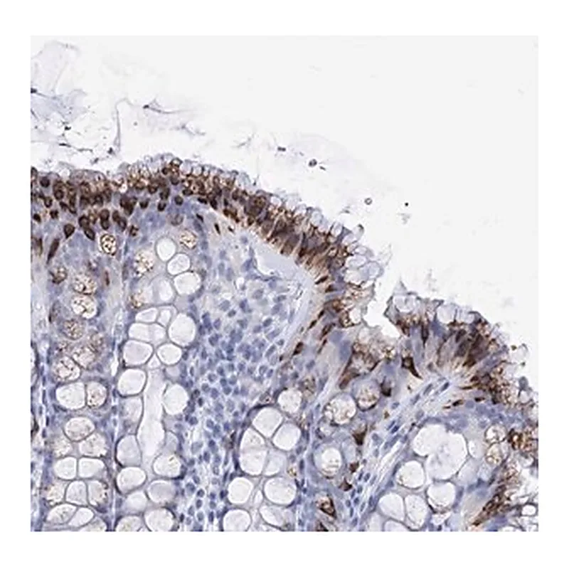 Merck Anti-FBXW12 antibody produced in rabbit