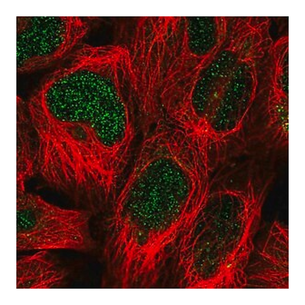 Merck Anti-SIMC1 antibody produced in rabbit