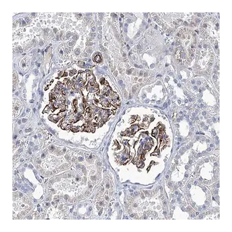 Merck Anti-NEU3 antibody produced in rabbit