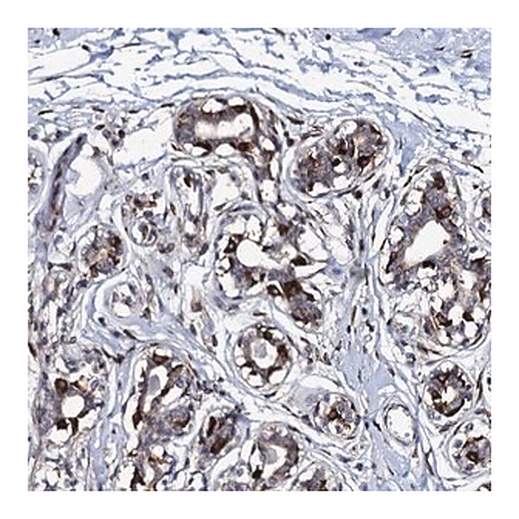 Merck Anti-TMCO3 antibody produced in rabbit