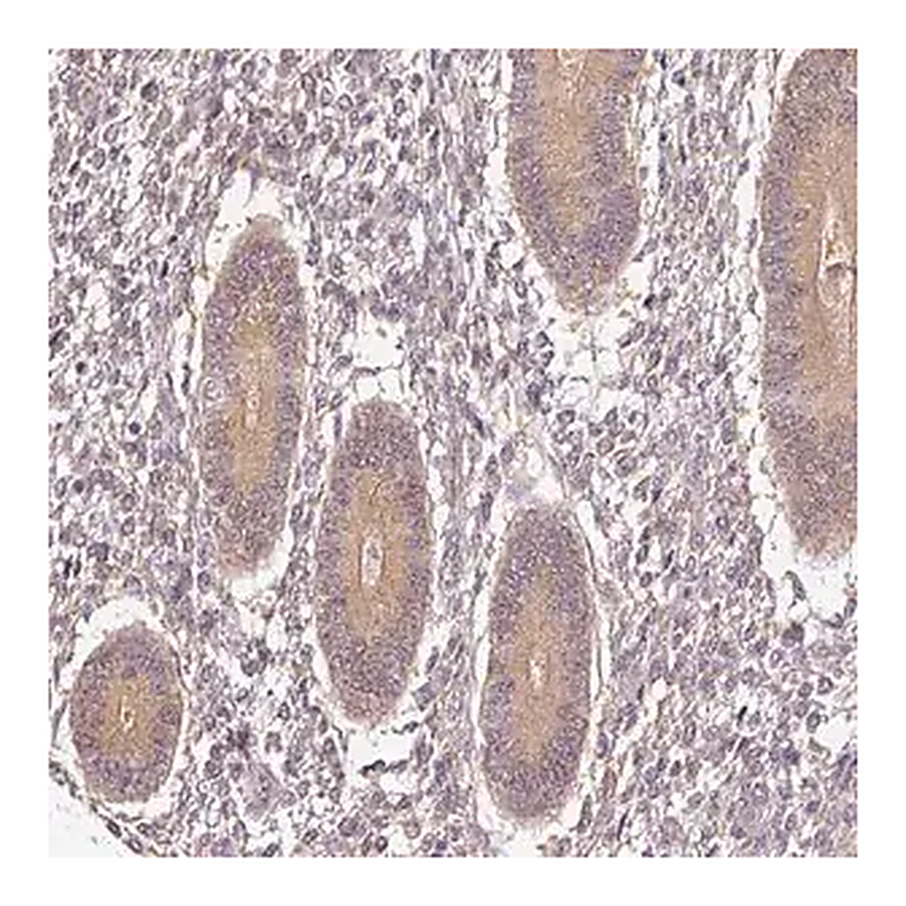 Merck Anti-ADH5 antibody produced in rabbit