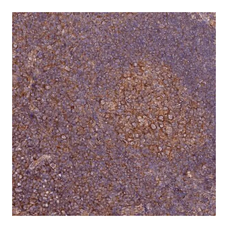 Merck Anti-TRIM26 antibody produced in rabbit