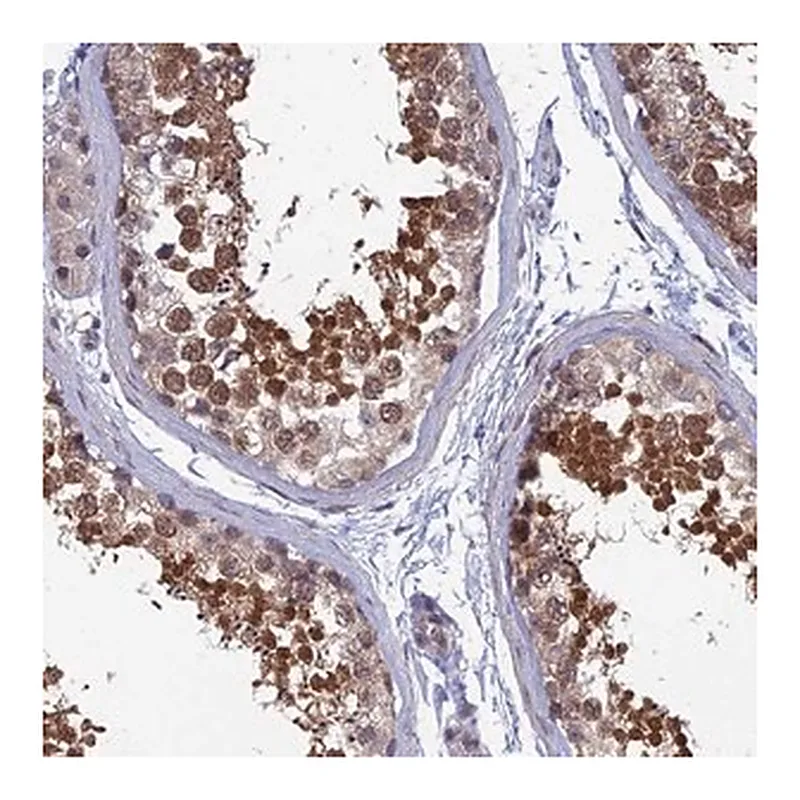 Merck Anti-SRA1 antibody produced in rabbit