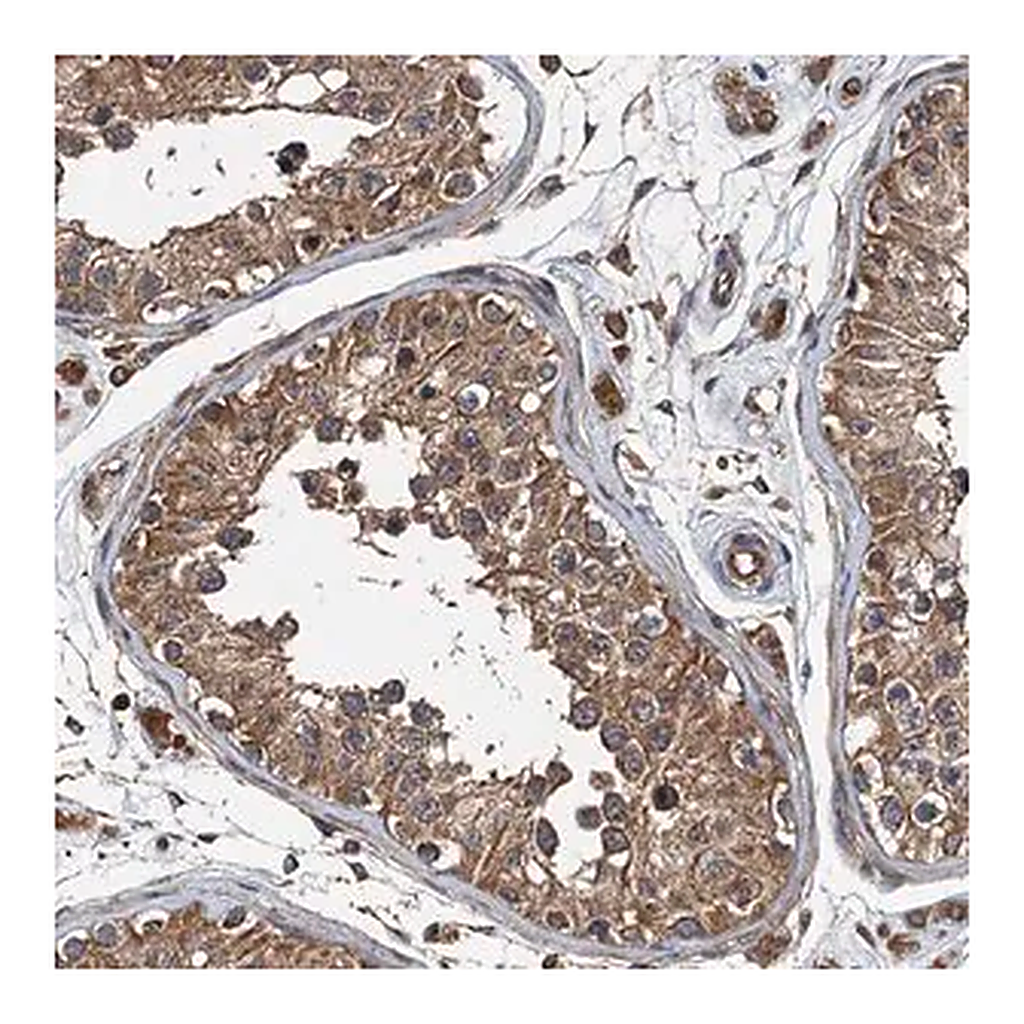 Merck Anti-BORCS5 antibody produced in rabbit