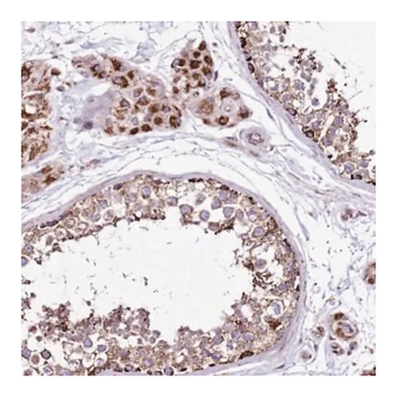 Merck Anti-HECTD4 antibody produced in rabbit